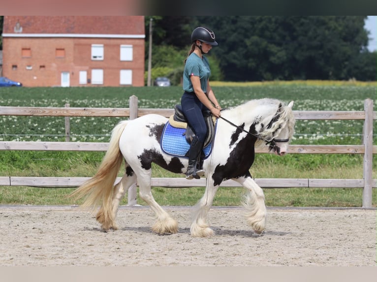 Tinker Merrie 6 Jaar 135 cm Gevlekt-paard in Pepingen