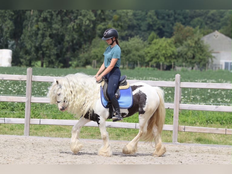 Tinker Merrie 6 Jaar 135 cm Gevlekt-paard in Pepingen