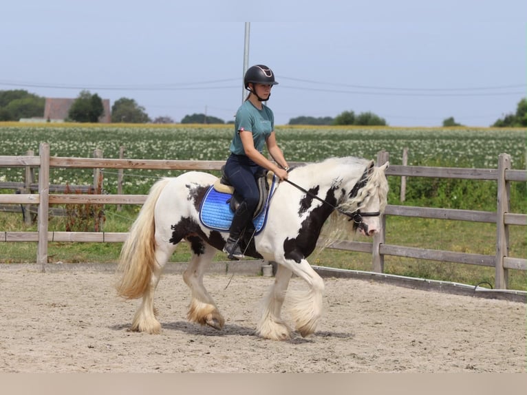 Tinker Merrie 6 Jaar 135 cm Gevlekt-paard in Pepingen