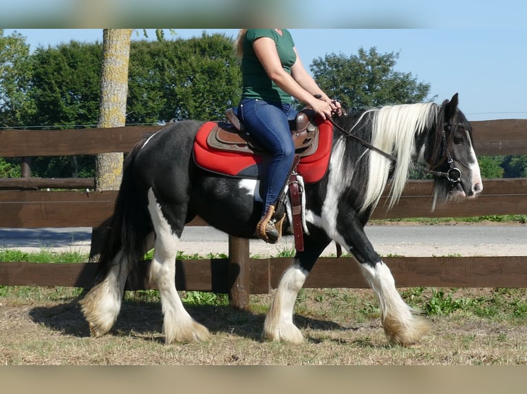 Tinker Merrie 6 Jaar 139 cm Gevlekt-paard in Lathen