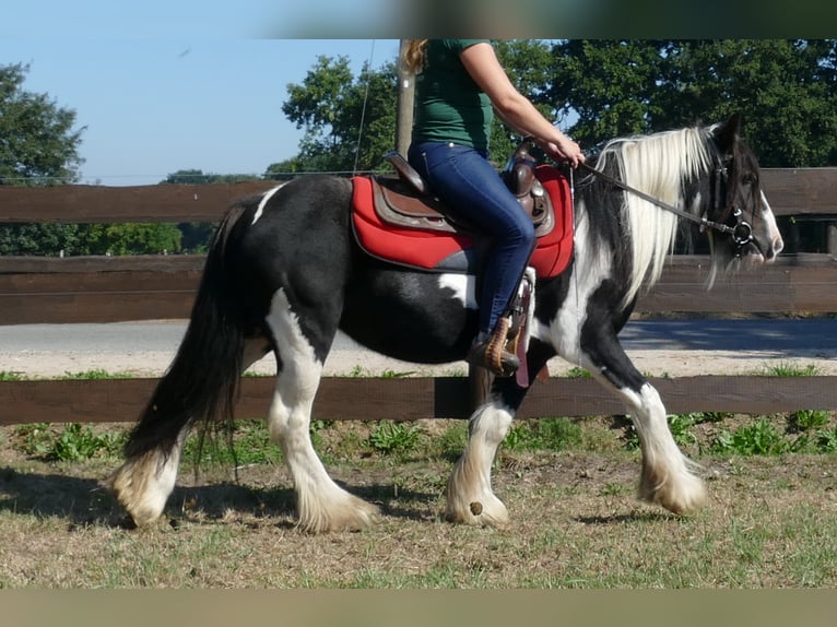 Tinker Merrie 6 Jaar 139 cm Gevlekt-paard in Lathen