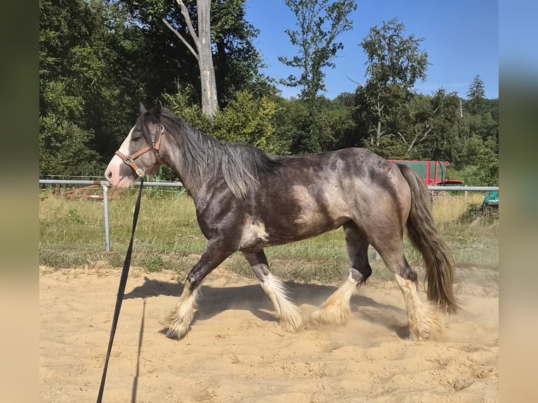 Tinker Merrie 6 Jaar 140 cm Roan-Blue in Beverungen