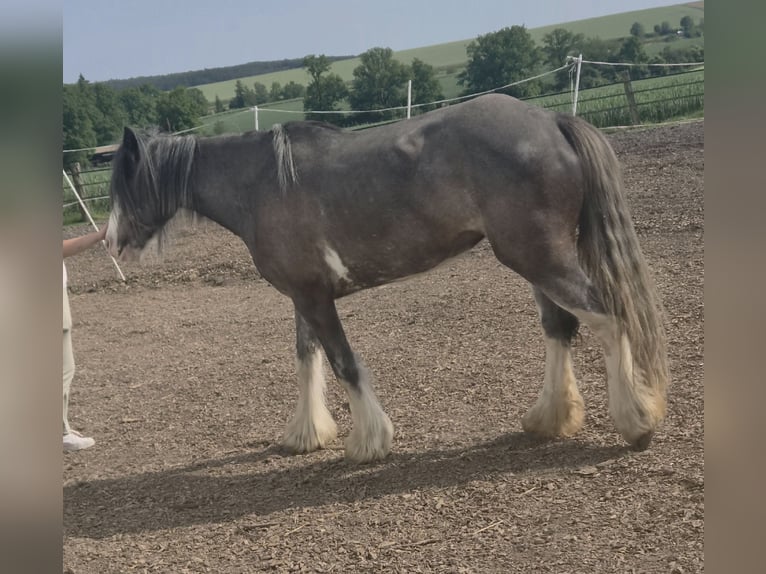Tinker Merrie 6 Jaar 140 cm Roan-Blue in Beverungen