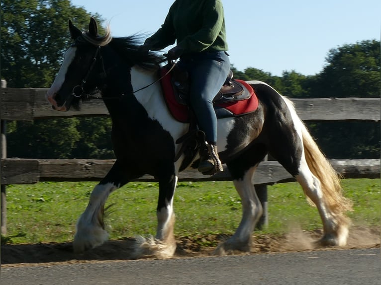 Tinker Merrie 6 Jaar 143 cm Gevlekt-paard in Lathen