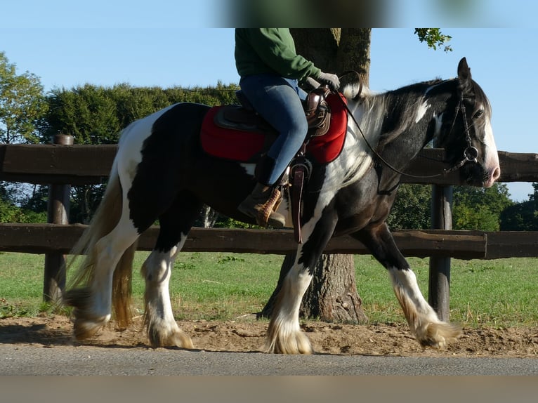 Tinker Merrie 6 Jaar 143 cm Gevlekt-paard in Lathen