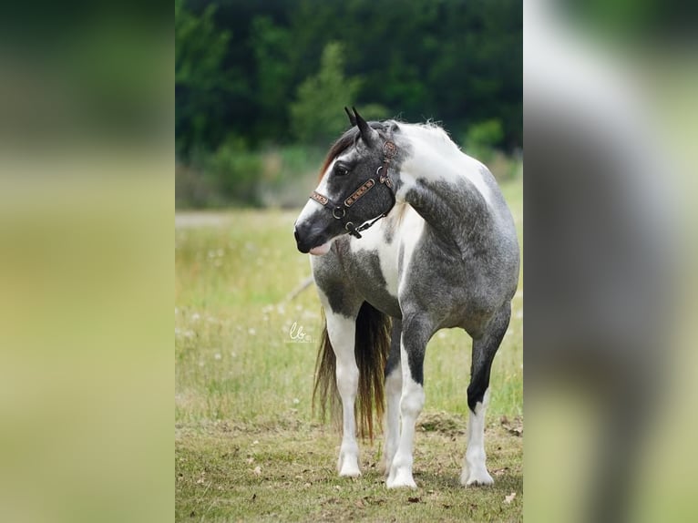 Tinker Mix Merrie 6 Jaar 145 cm Roan-Blue in Terrell, TX