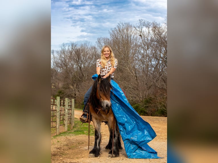 Tinker Merrie 6 Jaar 145 cm Roodbruin in Santa Fe