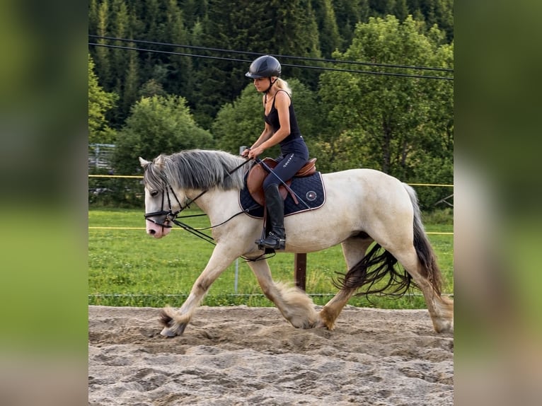 Tinker Merrie 6 Jaar 148 cm Palomino in Obdach