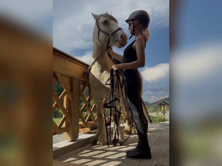 Tinker Merrie 6 Jaar 148 cm Palomino in Obdach