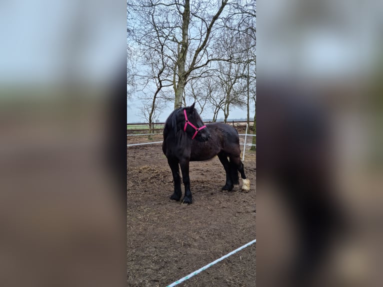 Tinker Merrie 6 Jaar 150 cm Zwart in Elpersbüttel