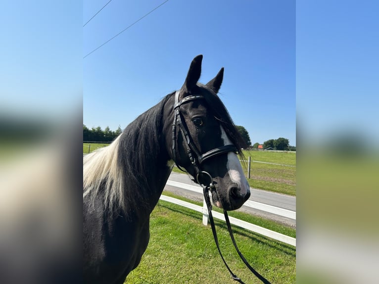 Tinker Merrie 6 Jaar 152 cm Gevlekt-paard in Bad Laer