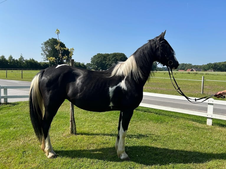 Tinker Merrie 6 Jaar 152 cm Gevlekt-paard in Bad Laer