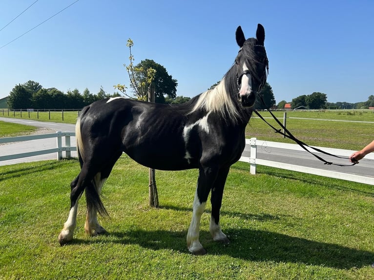 Tinker Merrie 6 Jaar 152 cm Gevlekt-paard in Bad Laer