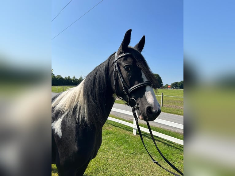 Tinker Merrie 6 Jaar 152 cm Gevlekt-paard in Bad Laer