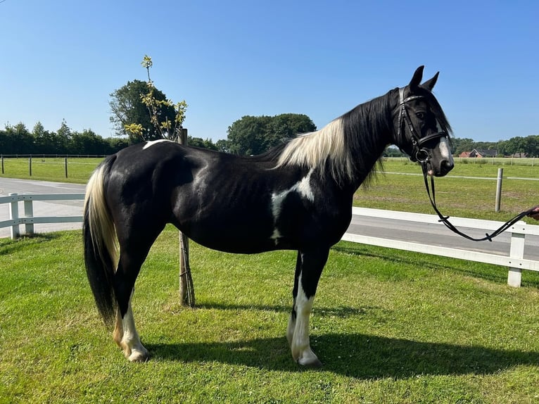 Tinker Merrie 6 Jaar 152 cm Gevlekt-paard in Bad Laer