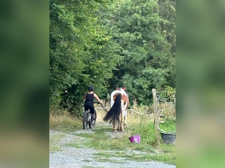 Tinker Merrie 6 Jaar 154 cm Gevlekt-paard in Solms