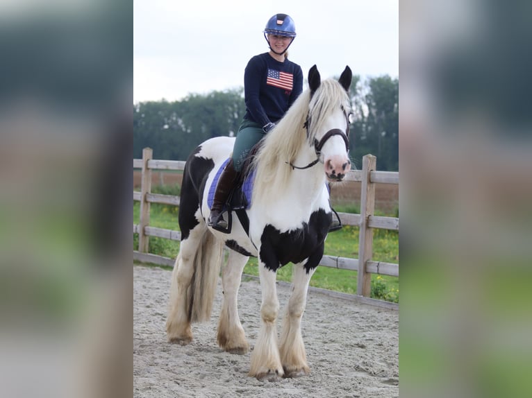 Tinker Merrie 6 Jaar 160 cm Gevlekt-paard in Pepingen