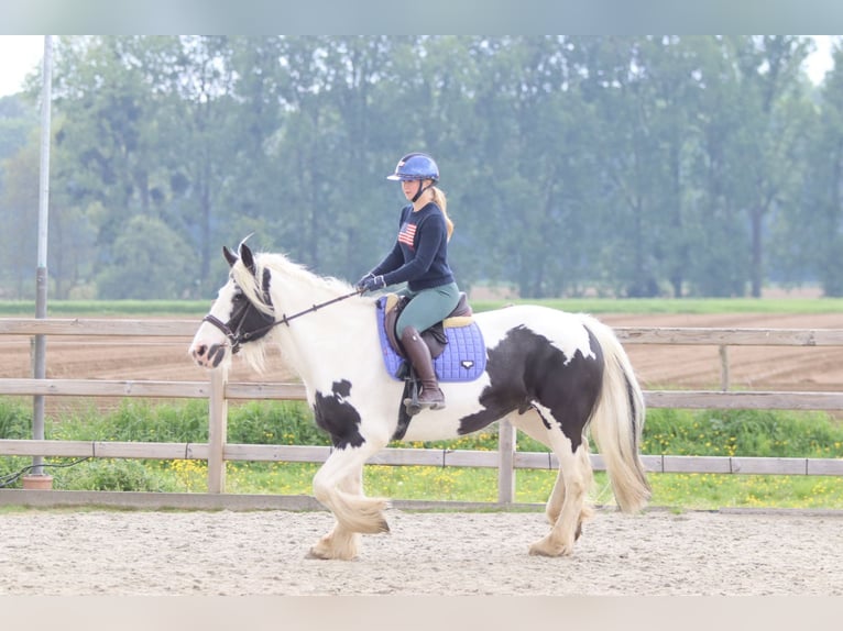 Tinker Merrie 6 Jaar 160 cm Gevlekt-paard in Pepingen
