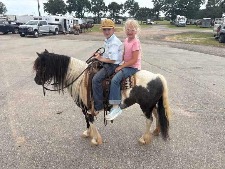 Tinker Mix Merrie 6 Jaar Gevlekt-paard in Bloomburg