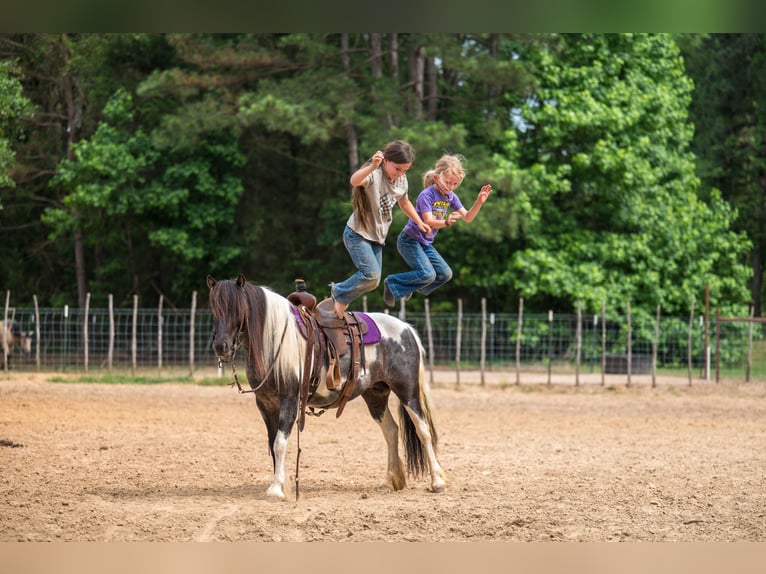 Tinker Mix Merrie 6 Jaar Gevlekt-paard in Bloomburg