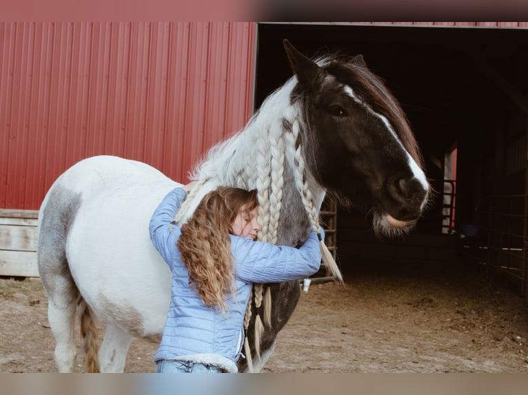 Tinker Merrie 6 Jaar Roan-Blue in Rutledge