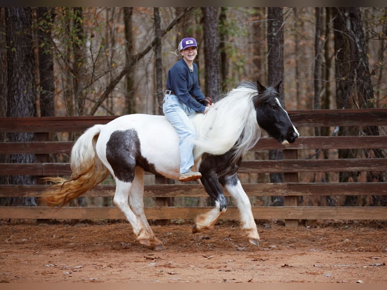 Tinker Merrie 6 Jaar Roan-Blue in Rutledge