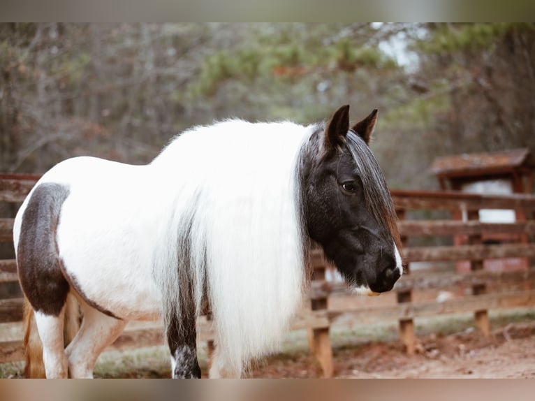 Tinker Merrie 6 Jaar Roan-Blue in Rutledge