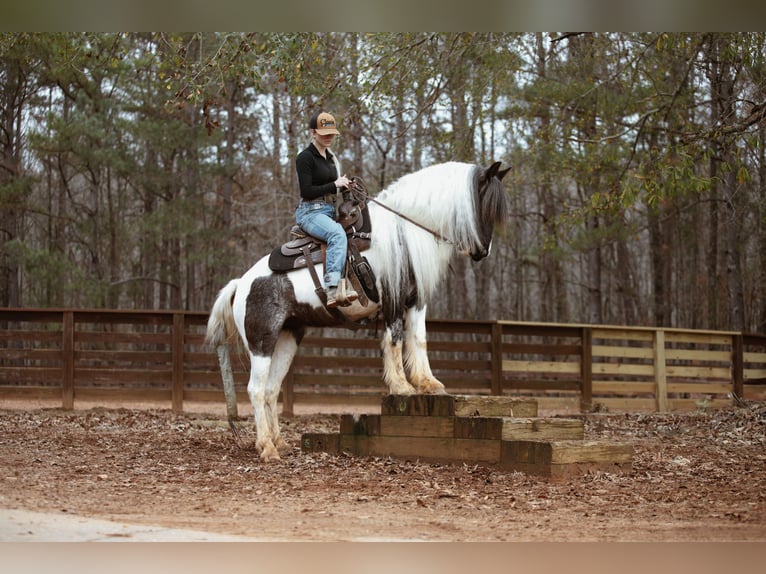 Tinker Merrie 6 Jaar Roan-Blue in Rutledge