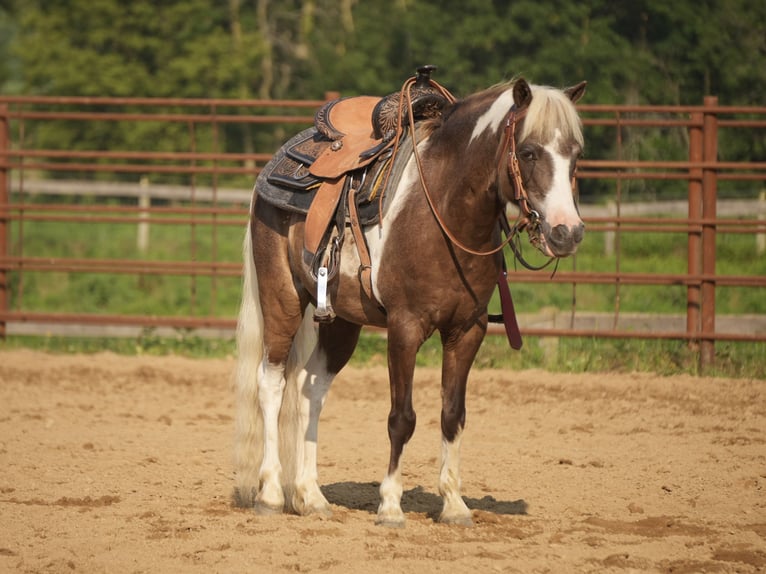 Tinker Mix Merrie 7 Jaar 112 cm Roan-Blue in Fresno