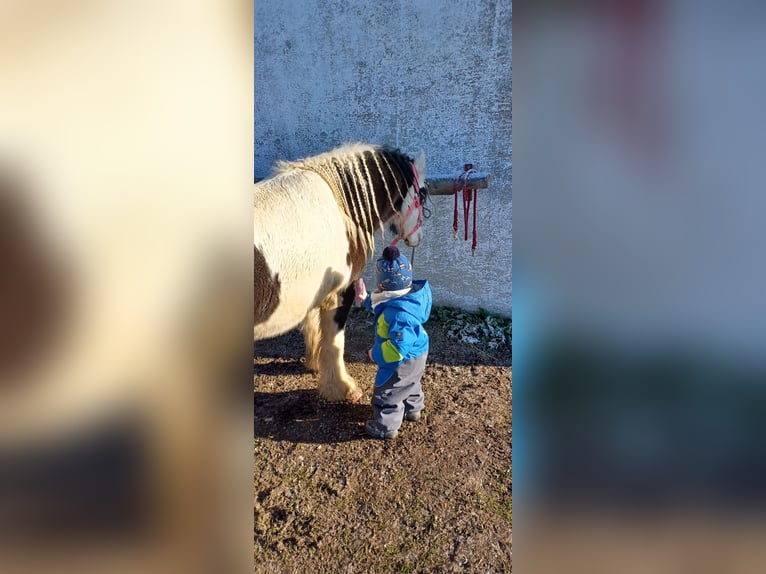 Tinker Mix Merrie 7 Jaar 123 cm Gevlekt-paard in Wessobrunn