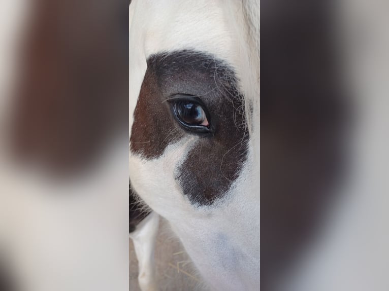 Tinker Mix Merrie 7 Jaar 123 cm Gevlekt-paard in Wessobrunn