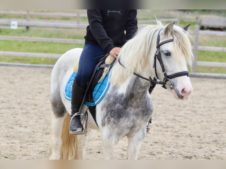 Tinker Merrie 7 Jaar 124 cm Roan-Blue in Bogaarden