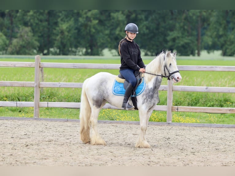 Tinker Merrie 7 Jaar 124 cm Roan-Blue in Bogaarden