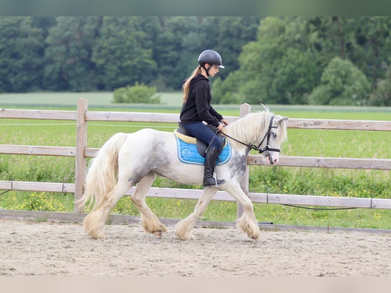 Tinker Merrie 7 Jaar 124 cm Roan-Blue in Bogaarden