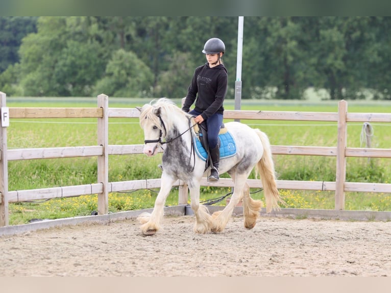 Tinker Merrie 7 Jaar 124 cm Roan-Blue in Bogaarden