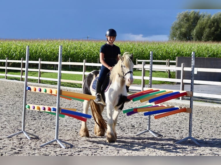 Tinker Merrie 7 Jaar 125 cm Gevlekt-paard in Bogaarden