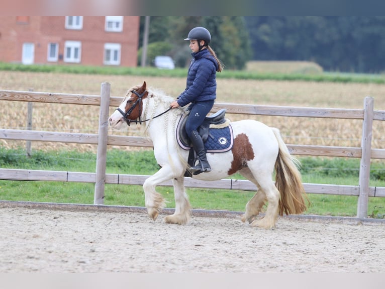 Tinker Merrie 7 Jaar 127 cm Gevlekt-paard in Bogaarden