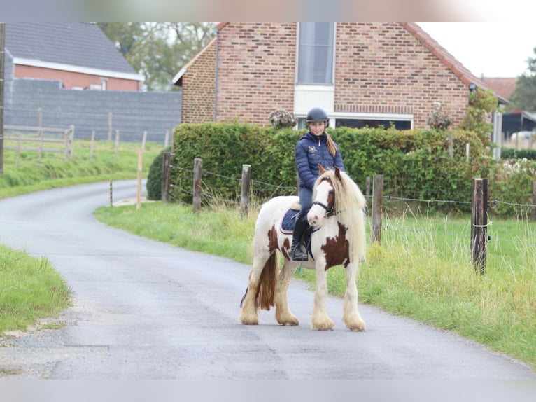 Tinker Merrie 7 Jaar 127 cm Gevlekt-paard in Bogaarden