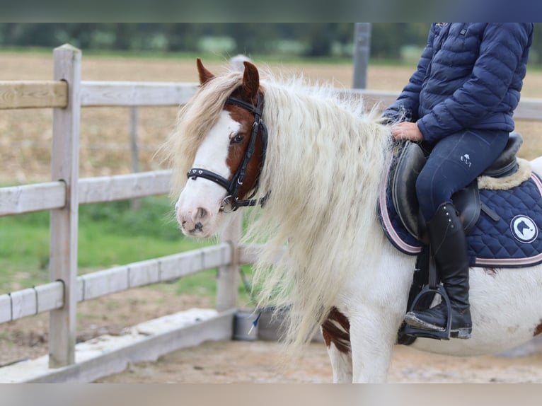 Tinker Merrie 7 Jaar 127 cm Gevlekt-paard in Bogaarden