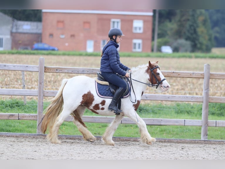 Tinker Merrie 7 Jaar 127 cm Gevlekt-paard in Bogaarden