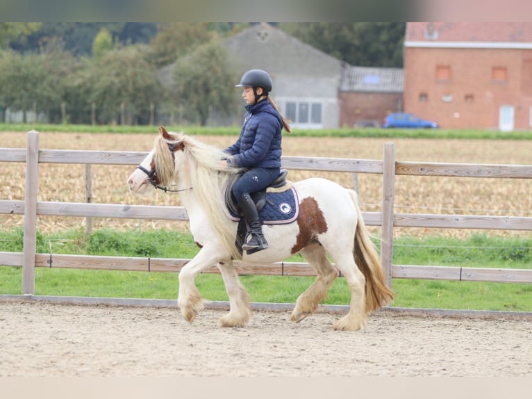 Tinker Merrie 7 Jaar 127 cm Gevlekt-paard in Bogaarden