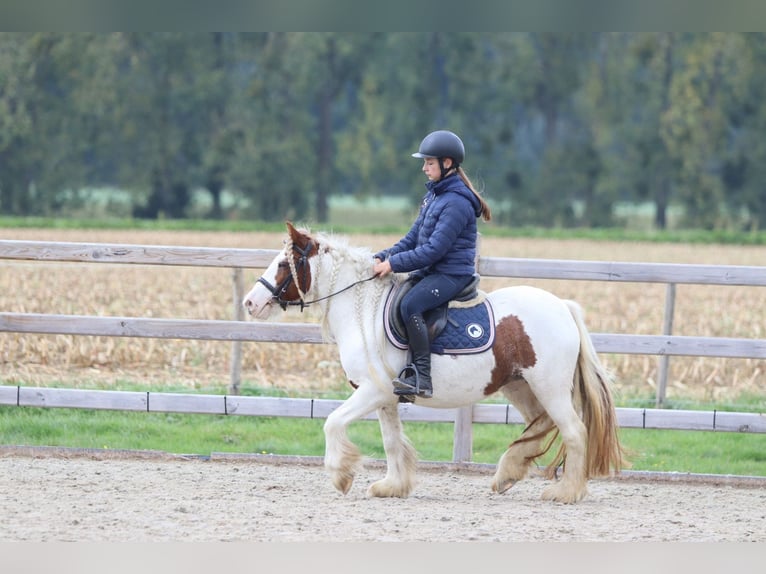 Tinker Merrie 7 Jaar 127 cm Gevlekt-paard in Bogaarden