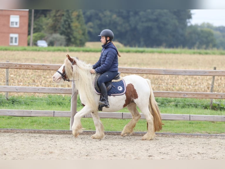 Tinker Merrie 7 Jaar 127 cm Gevlekt-paard in Bogaarden