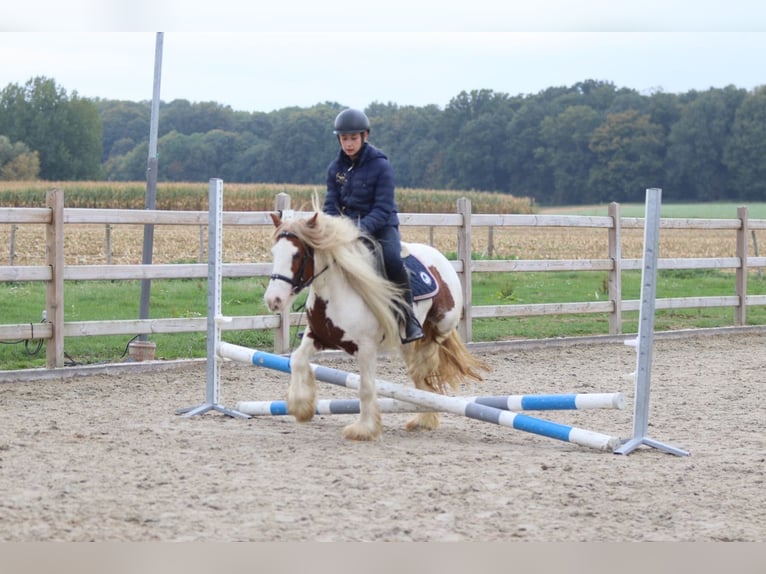 Tinker Merrie 7 Jaar 127 cm Gevlekt-paard in Bogaarden