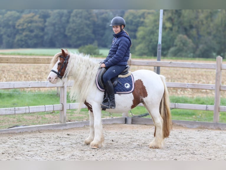 Tinker Merrie 7 Jaar 127 cm Gevlekt-paard in Bogaarden