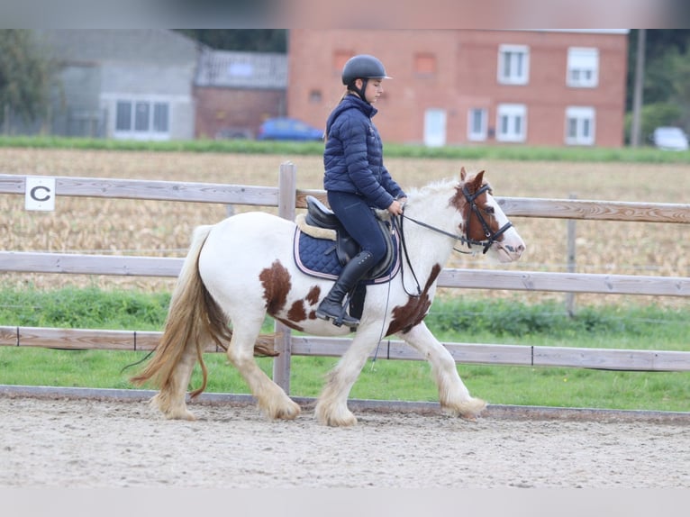 Tinker Merrie 7 Jaar 127 cm Gevlekt-paard in Bogaarden