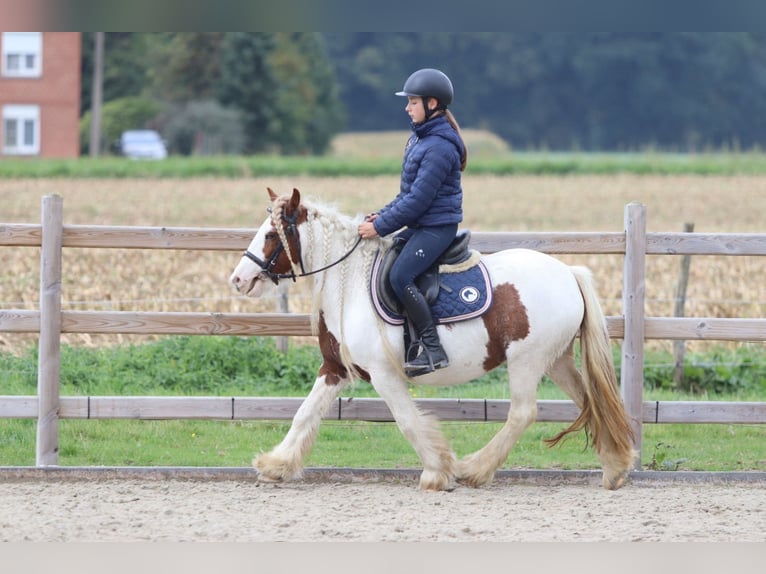 Tinker Merrie 7 Jaar 127 cm Gevlekt-paard in Bogaarden