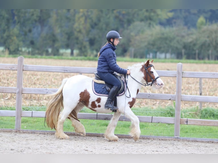 Tinker Merrie 7 Jaar 127 cm Gevlekt-paard in Bogaarden