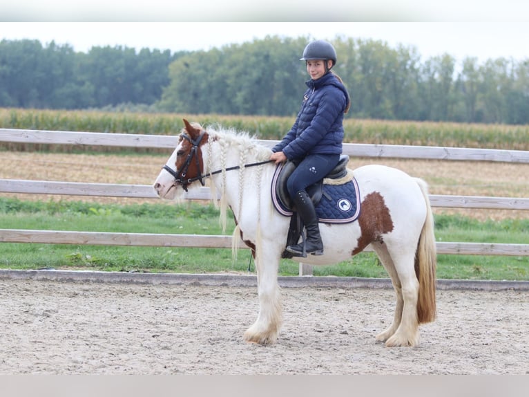 Tinker Merrie 7 Jaar 127 cm Gevlekt-paard in Bogaarden