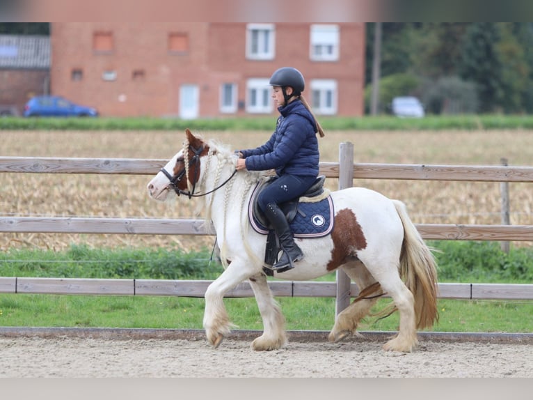 Tinker Merrie 7 Jaar 127 cm Gevlekt-paard in Bogaarden